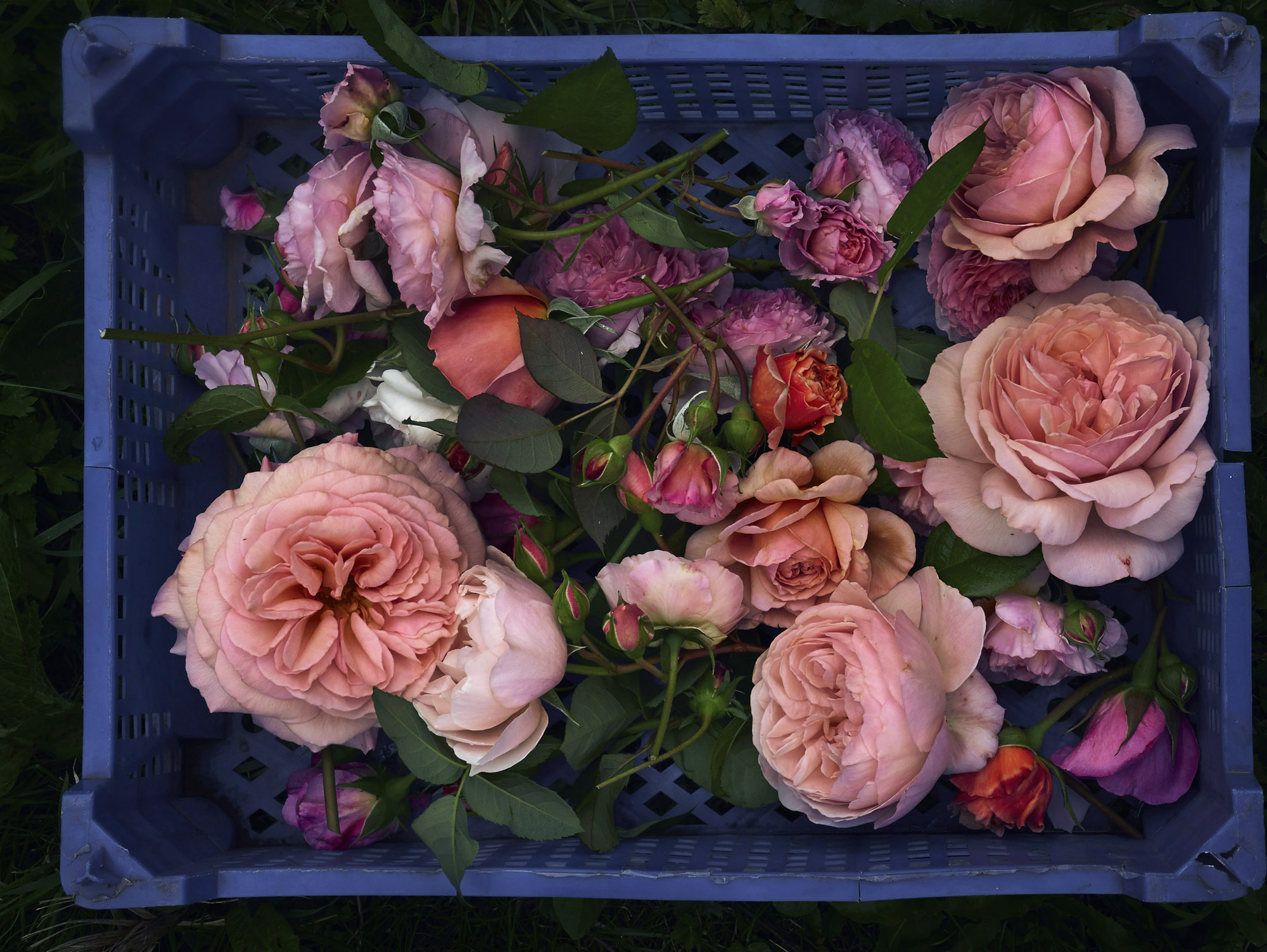 Fern_Verrow_Roses